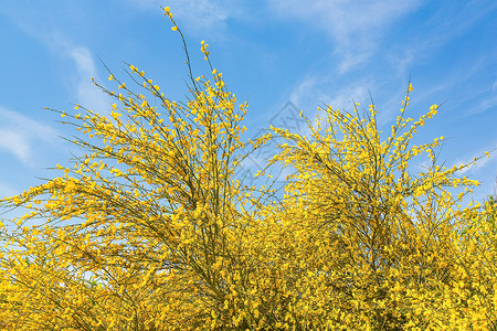 黄色的树枝季节欧洲蓝天空的黄色雪星座蓝空图片