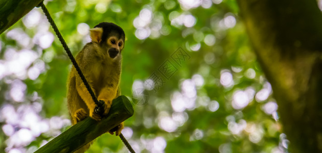 眼睛猿类有趣的一只松鼠猴子可爱的小来自美洲亚马孙盆地的热带原型动物类图片