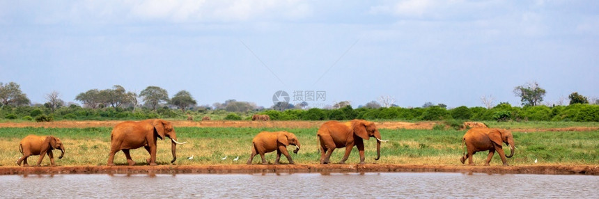 栖息地稀树草原哺乳动物一些大象在草原上的水坑热带大象在草原的水井上图片