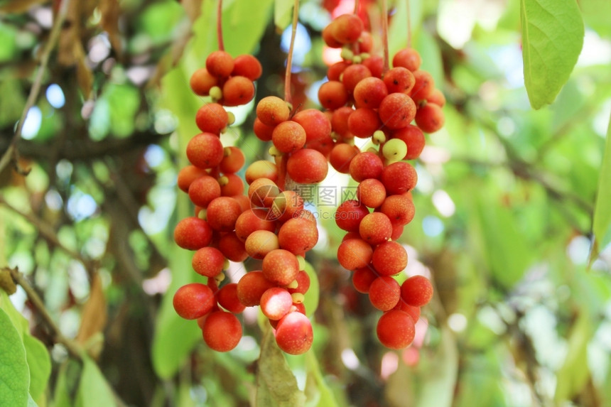 红色的藤本植物熟五味子枝挂在花园里的红熟五味子枝植物图片