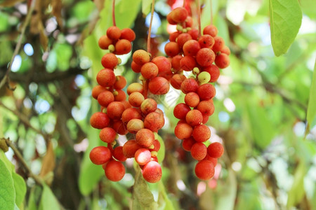 红色的藤本植物熟五味子枝挂在花园里的红熟五味子枝植物图片