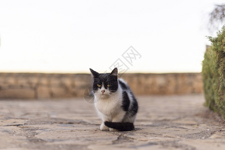 黑色猫猫科动物纯种黑色和白猫面对土耳其的相机头发背景