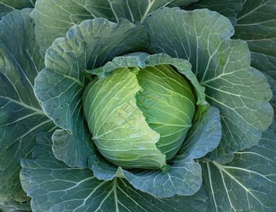 关闭在农场种植的青菜新鲜卷心头生产健康最佳图片