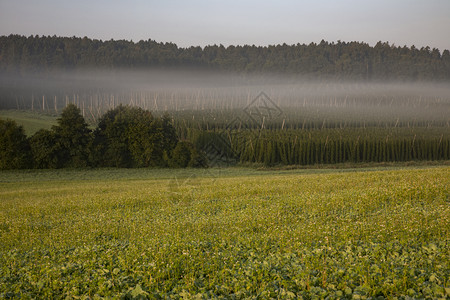 巴伐利亚农业有可用面积的田地上可跳跃种植田园诗般的区域绿色图片