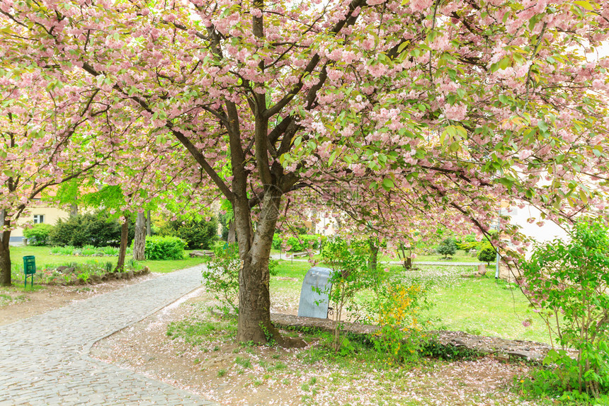 日本人季节在乌克兰日戈罗德市开花的樱树盛图片