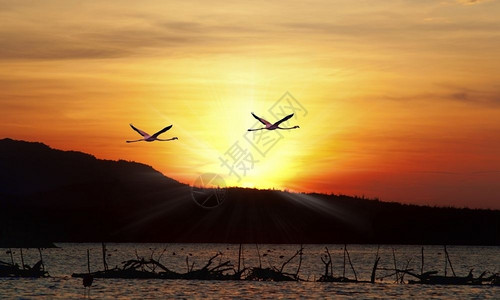 超过火烈鸟在日落时飞过美丽的高特湖反射天堂高清图片