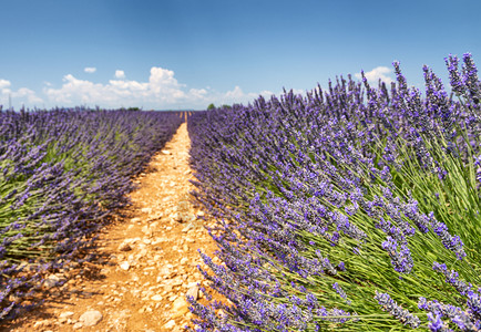 法国普罗旺斯的夏季淡紫草原植物芳香疗法花的图片