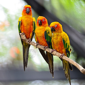 丰富多彩的阿拉廷加美丽多彩鹦鹉太阳光之图片