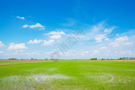夏季绿地和蓝天空农业场地植物图片