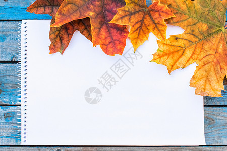 木板上的枫叶图片