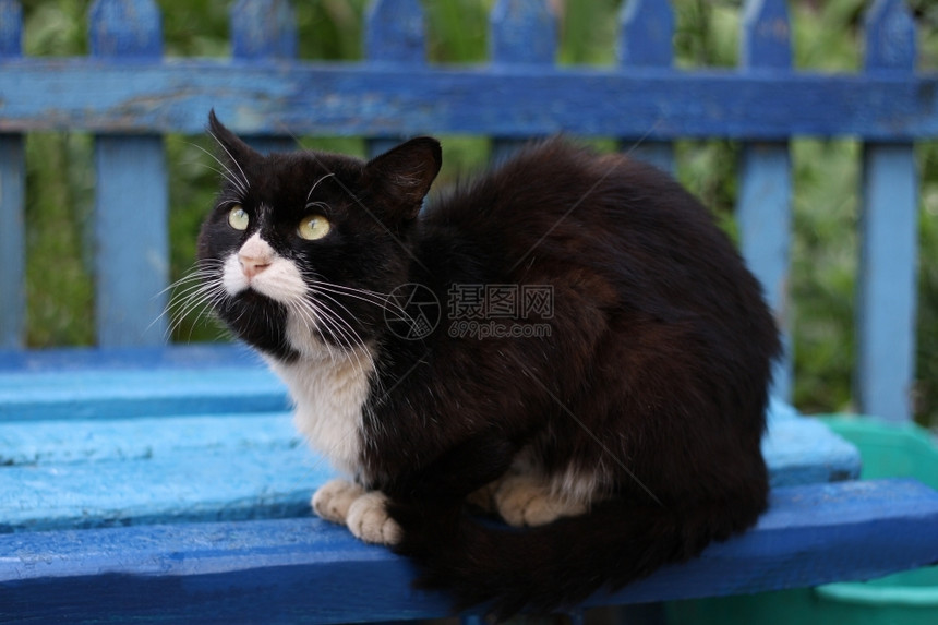 院子大毛黑白猫懒惰地躺在长椅上说谎松弛图片