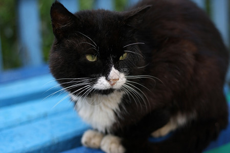 动物群院子大毛黑白猫懒惰地躺在长椅上小猫图片