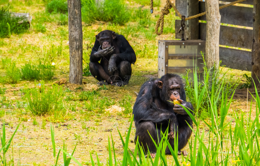 动物园的黑猩猩图片