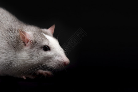 黑暗的宠物实验白鼻子孤立在黑背景上的白老鼠肖像红皮肤宠物内装小老鼠关闭正在向远方看黑色背景上被孤立的年轻滑稽灰老鼠的肖像出去尾巴背景
