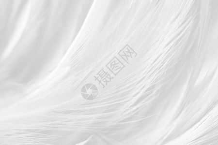 毛茸可爱的抽象美丽线条白羽毛花布图案背景图片
