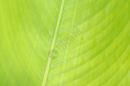 带有线纹理的宏绿叶背景季节子光合作用背景图片