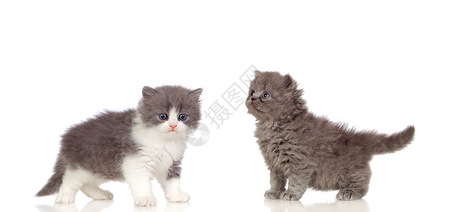 眼睛两只灰色小猫头发软的毛被白色背景隔离毛茸的品种图片