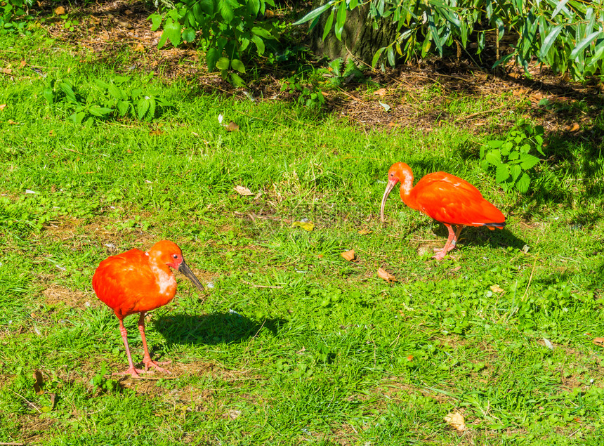 站在草地上的两只美丽多彩红碧鸟丰富多彩的荒野宜必思图片