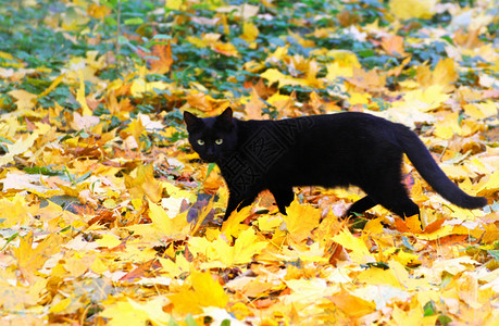 行走在落叶上的黑猫图片