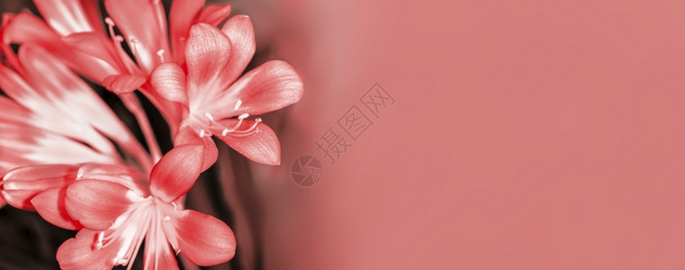 花瓣植物学颜色美丽的粉红花朵卡菲尔利克维亚迷你塔全景色的彩形图象图片