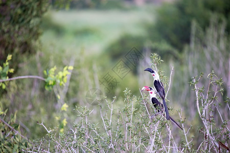 等待当地肯尼恩鸟在绿灌木上当地Kenyan鸟在绿灌木上旅行衬套图片