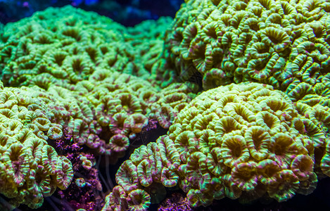 大型花朵珊瑚的封闭来自西里贝海的石质珊瑚物种海洋生背景水下产养殖植物图片