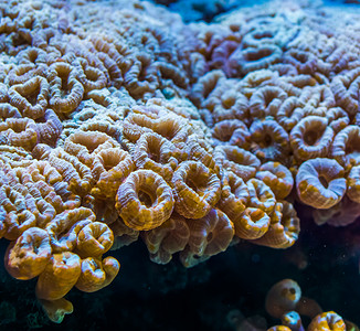 紧闭的大花珊瑚来自加勒比海的石质珊瑚物种海洋生本底水装饰族馆图片