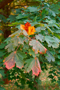 秋天的黄叶树变黄红秋天的树叶变黄红秋天的叶充满活力颜色枫图片