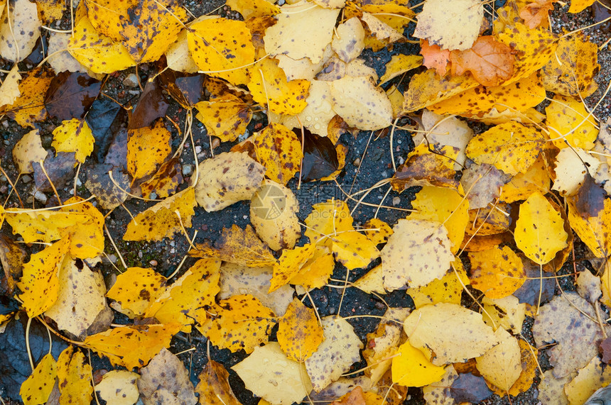 太阳秋天的黄叶树变黄红秋天的树叶变黄红秋天的叶干燥十月图片