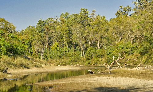 河边保护植被流森林湿地皇家Bardia公园尼泊尔巴迪亚公园洲尼泊尔图片