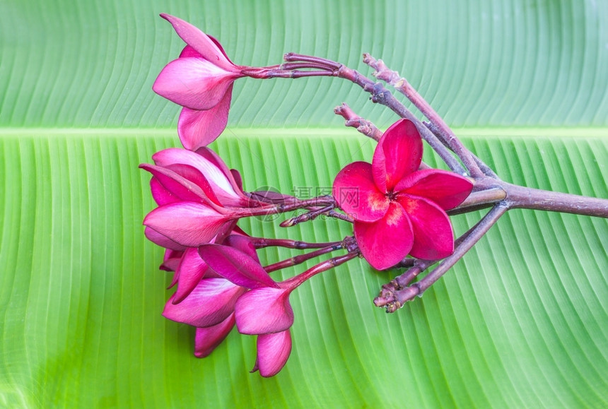 素馨花自然绿香蕉叶上的红紫羽花色图片