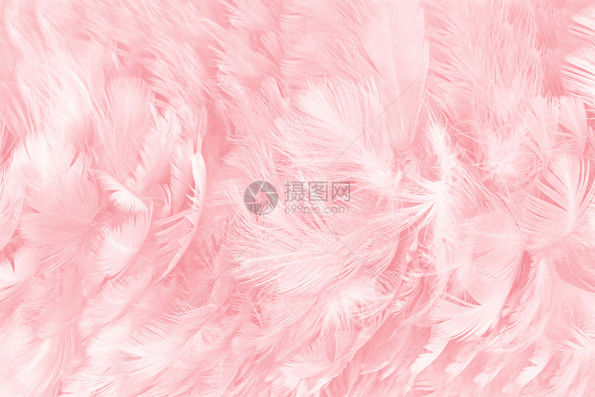 粉彩美丽的柔软色羽毛图案背景质地可爱的图片