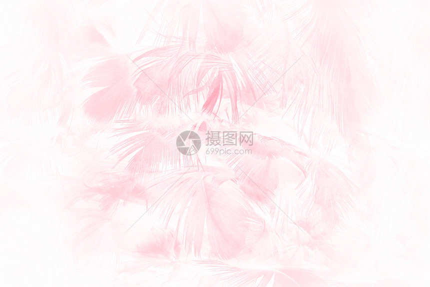 动物美丽的柔软粉色羽毛图案背景白色的颜图片