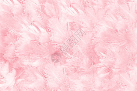 爱甜的美丽柔软粉色羽毛图案背景白色的图片