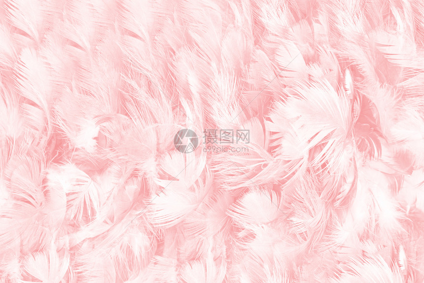 丰富多彩的毛皮墙纸美丽柔软粉色羽毛图案背景图片