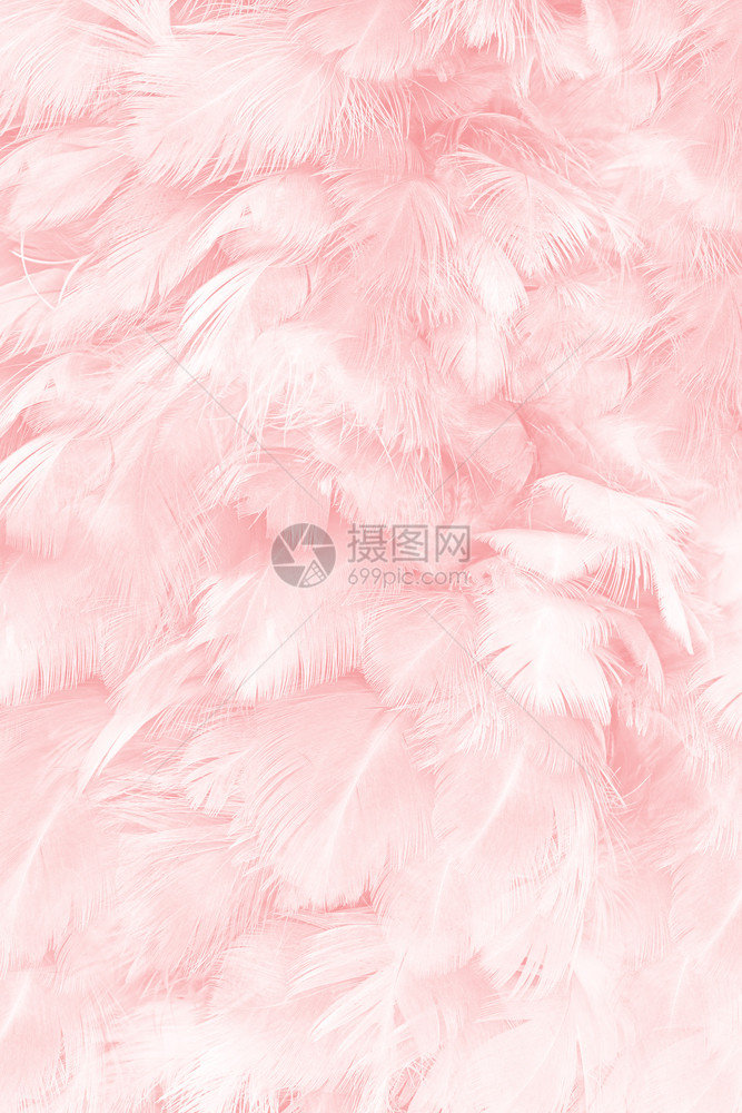 美丽的柔软粉色羽毛图案背景粉色的精美画图片