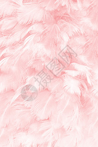 美丽的柔软粉色羽毛图案背景粉色的精美画图片