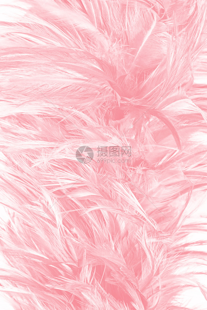 画美丽的柔软粉色羽毛图案背景皮可爱的图片