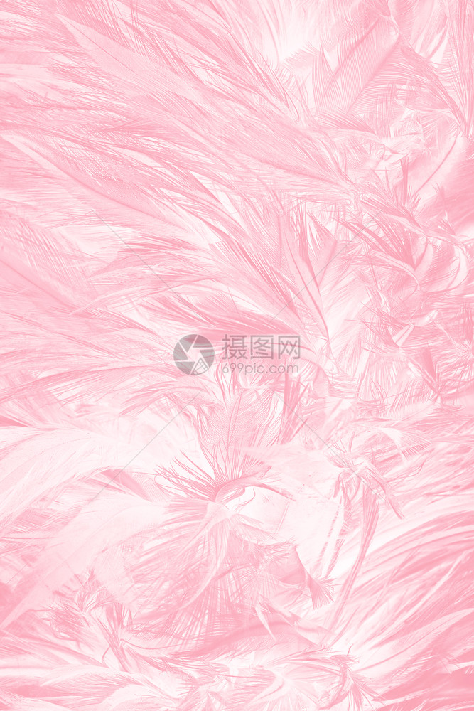 柔软的鸟天鹅美丽柔软粉色羽毛图案背景图片