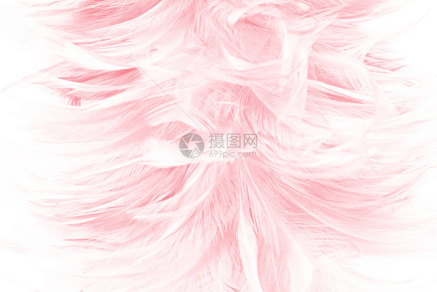 羽毛状粉色的火烈鸟美丽柔软粉色羽毛图案背景图片