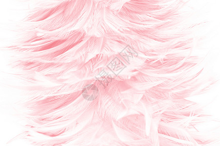 羽毛状爱时尚美丽的柔软粉色羽毛图案背景颜色设计图片