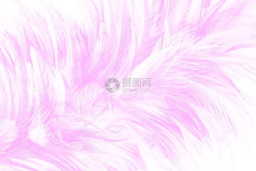 甜的美丽柔软粉色羽毛图案背景墙纸柔软的图片