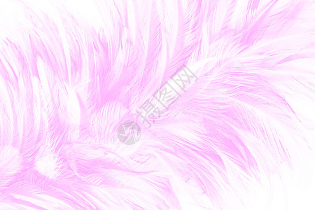 甜的美丽柔软粉色羽毛图案背景墙纸柔软的图片