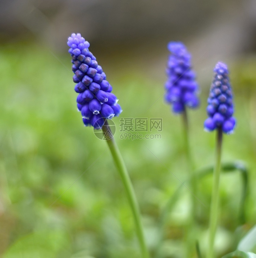 花朵天风景蓝春葡萄香草缝合图片