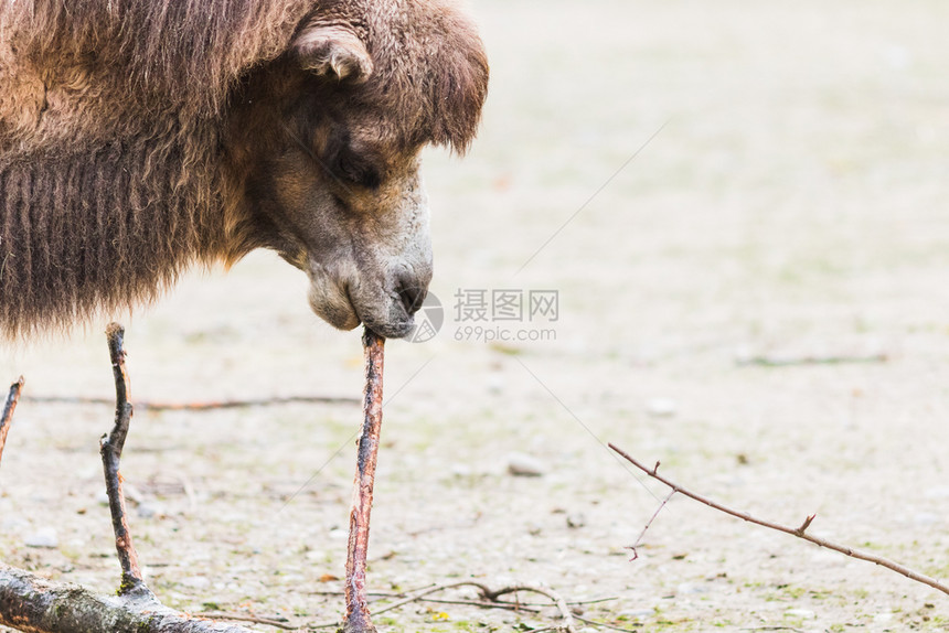 野生物中两座山峰的龙虾双属他图片