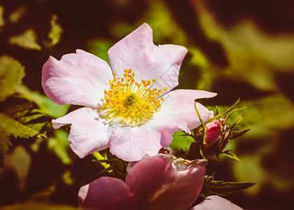 荒野衬套在温暖的春天阳光下朵美丽的粉红碧翠玫瑰植物图片