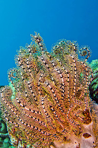 羽星海百合蓝碧北苏拉威西印度尼亚洲生物多样临海殖民图片