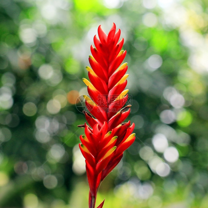 凤梨花朵或维里海的花朵草本园图片