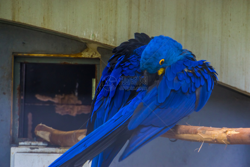 鹦鹉科关心典型的鸟类行为来自南美的热带蓝鹦鹉小斑马爪南海中长羽毛典型鸟类行为和热带蓝鹦鹉鸟类学图片