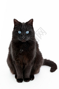 美丽的黑猫在白色背景上作姿势美丽的黑猫在白色背景上作姿势生物独自的图片